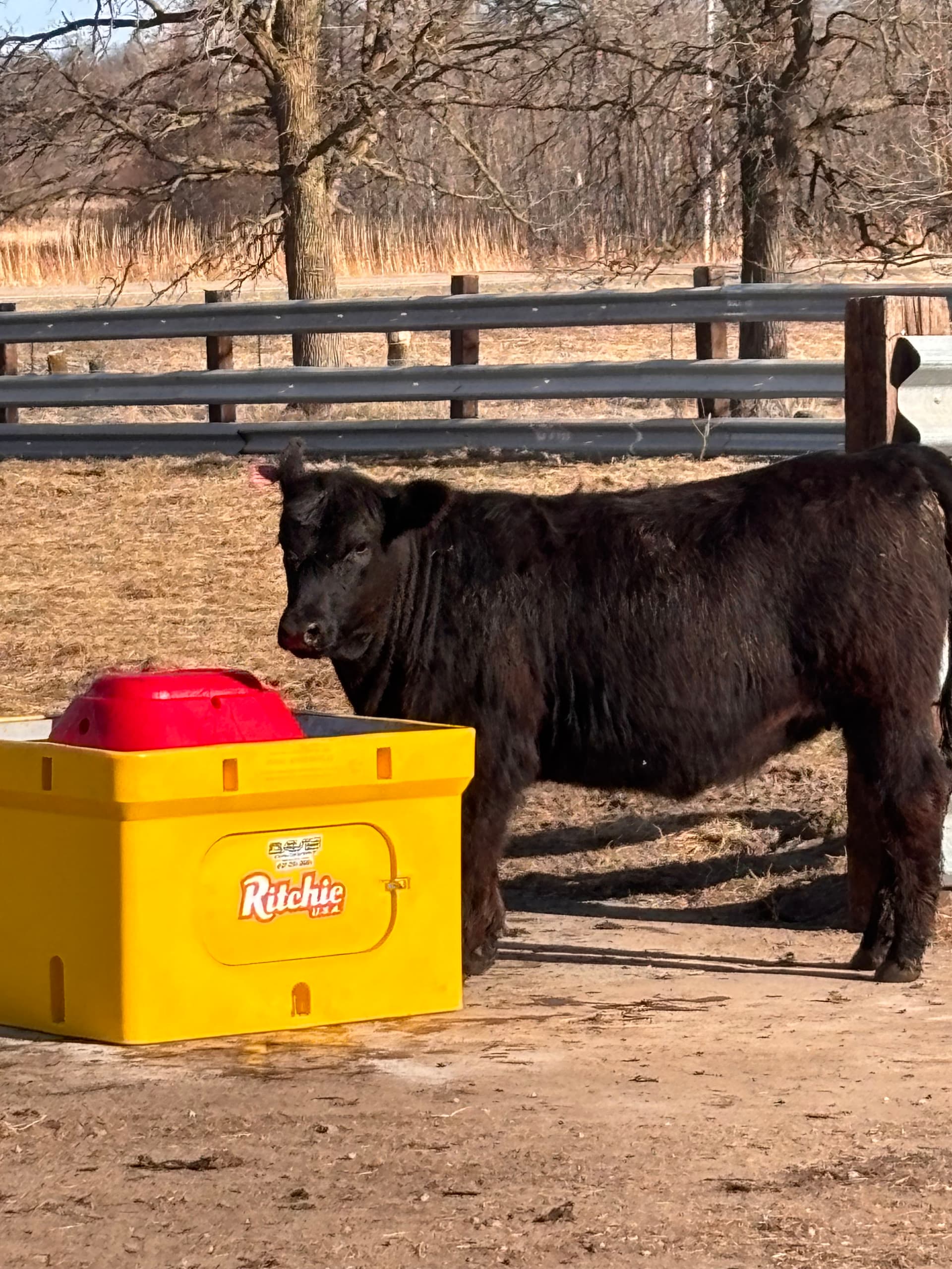 Gallery photos for Ritchie Waterer Install for 72 Cattle in Staples MN: Image #1