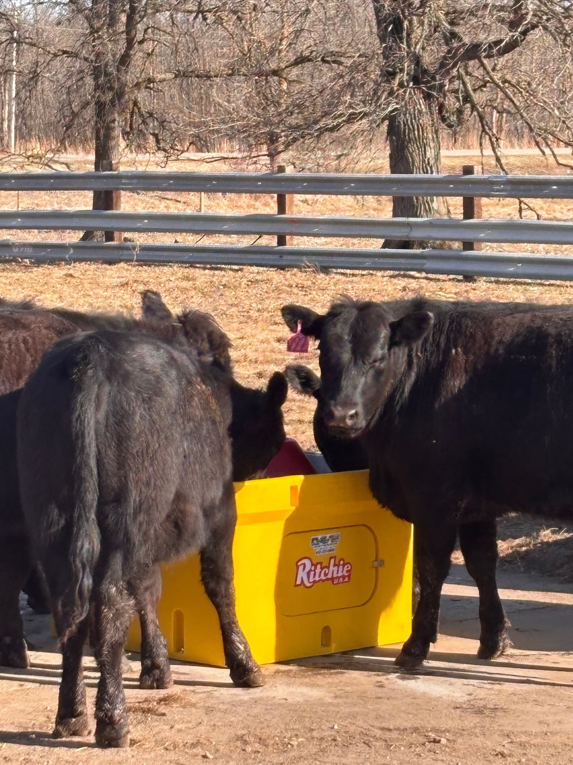 Gallery photos for Ritchie Waterer Install for 72 Cattle in Staples MN: Image #2