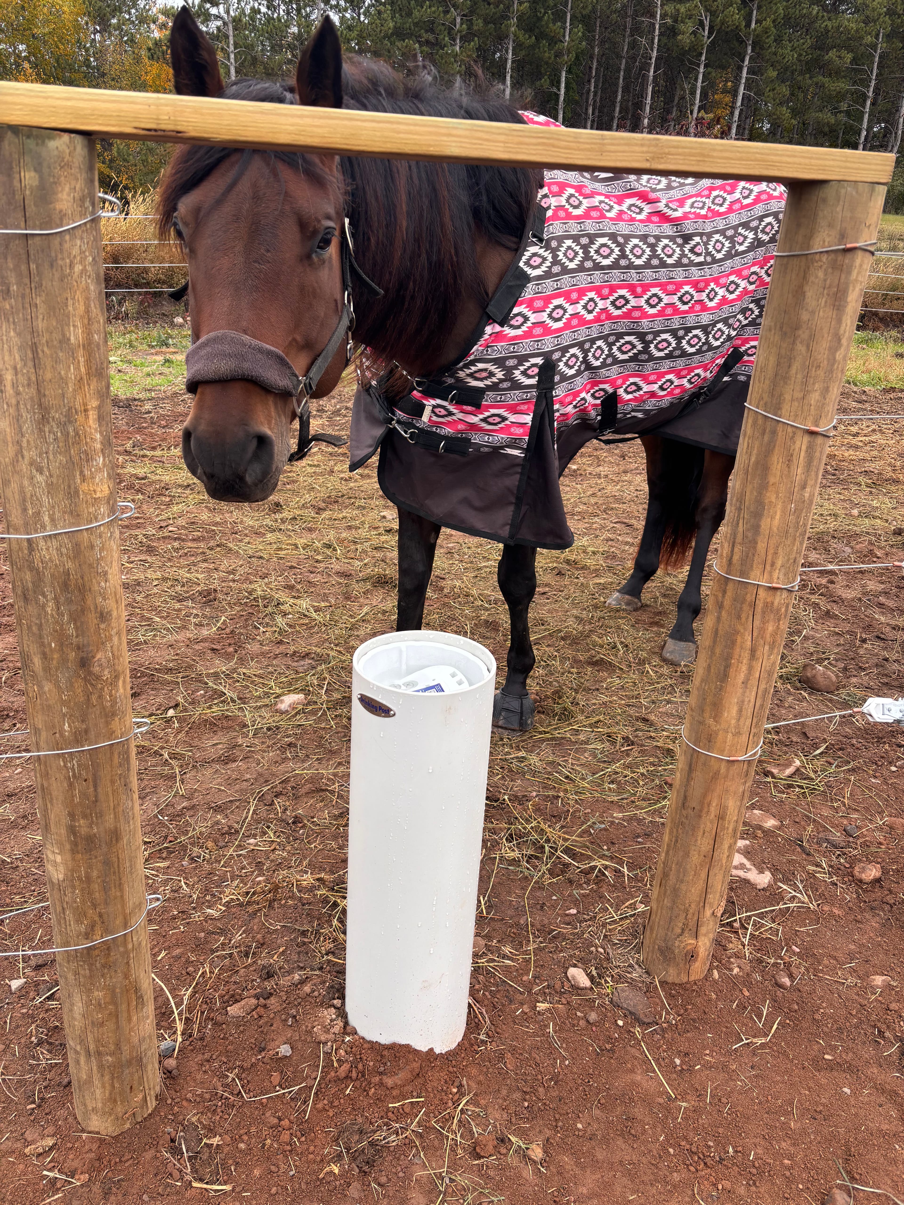 Project Ensure Your Horse's Hydration This Winter With Our Expertise image