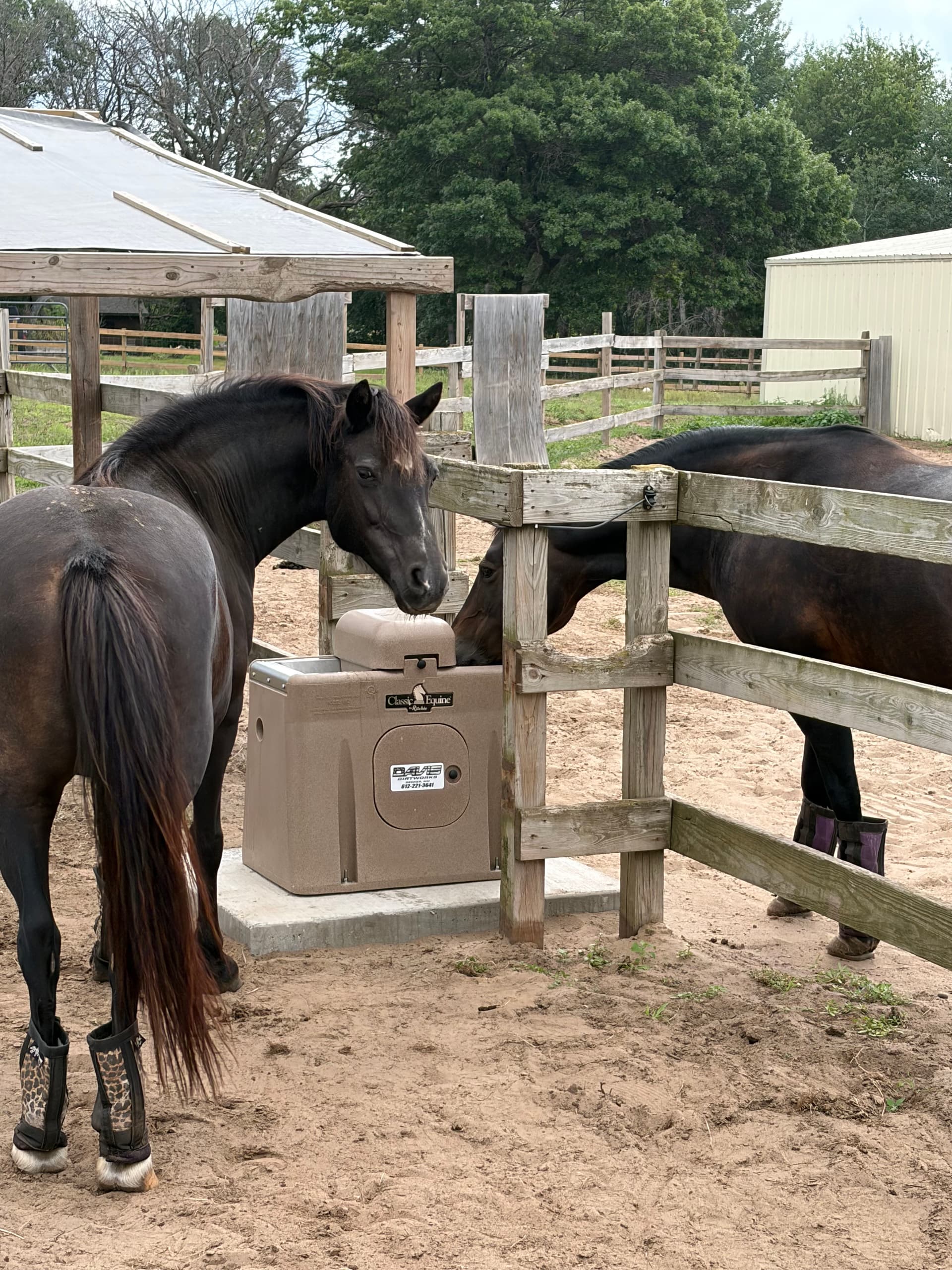 Isanti Horse Property Gets a Classic Equine Ritchie Waterer Upgrade image