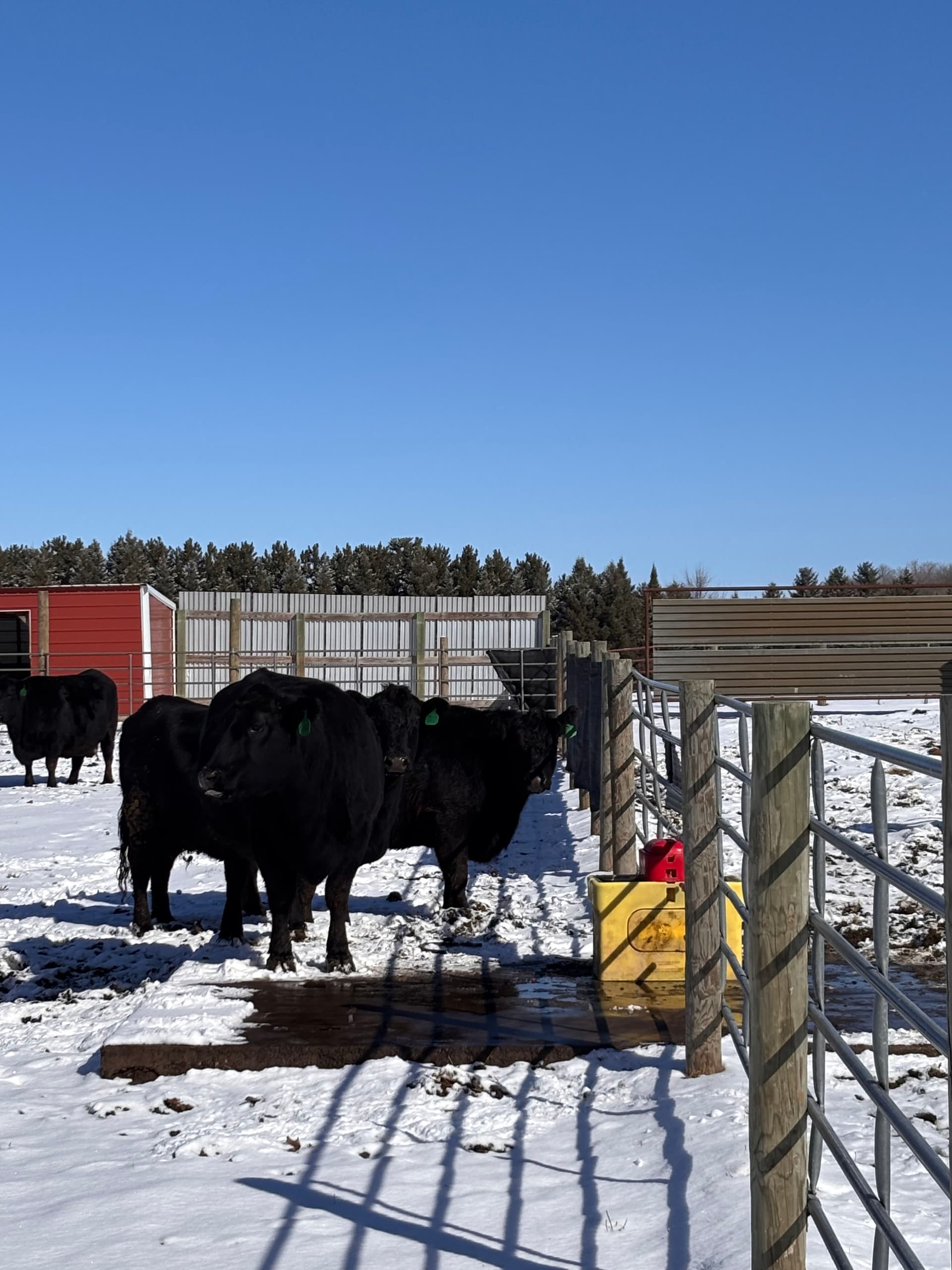Gallery photos for Reviving Ritchie Waterer at Stearns Cattle in Princeton: Image #4