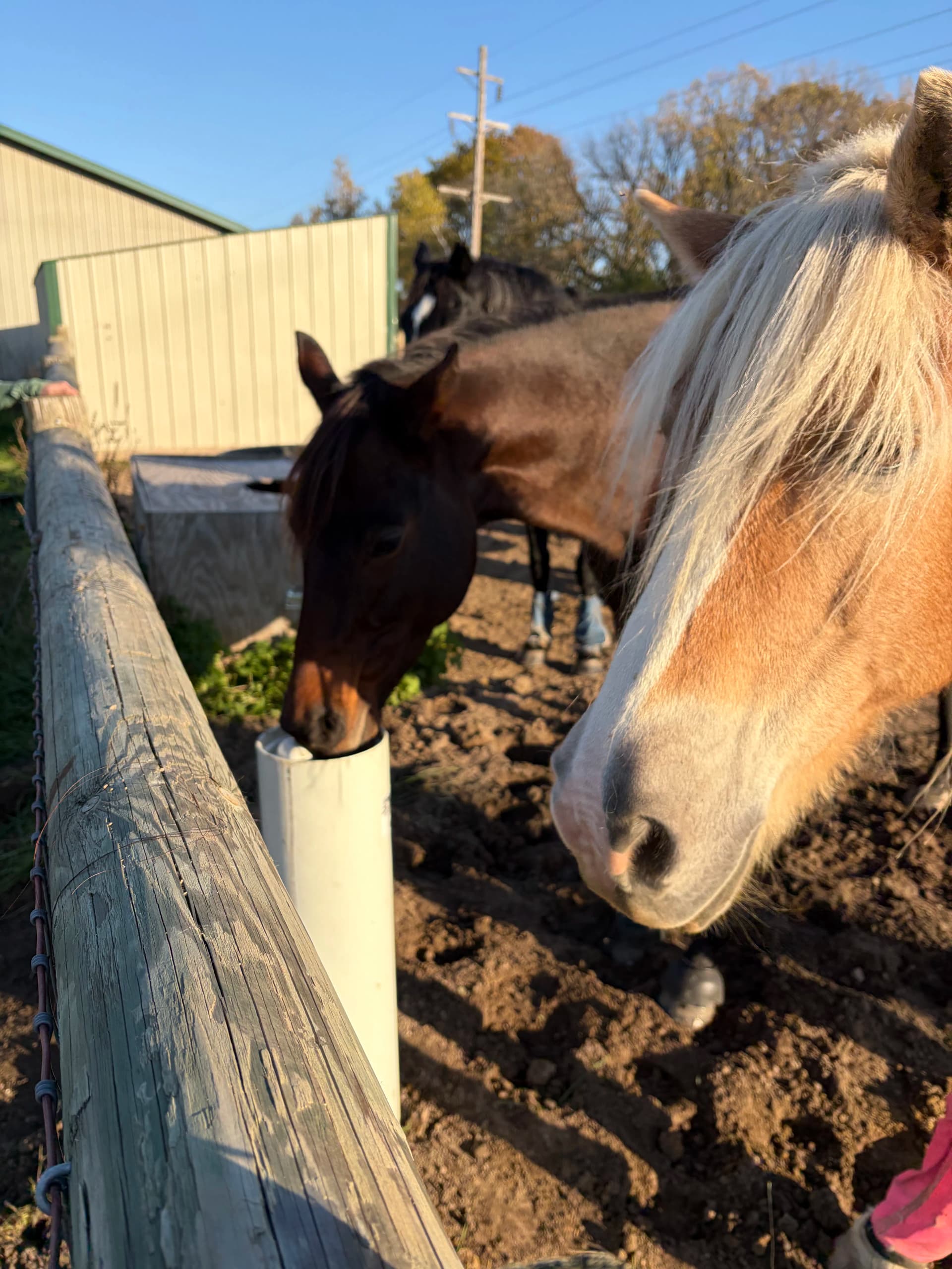 Gallery photos for New Drinking Post Waterers Installed for Horses and Sheep in Hugo: Image #2