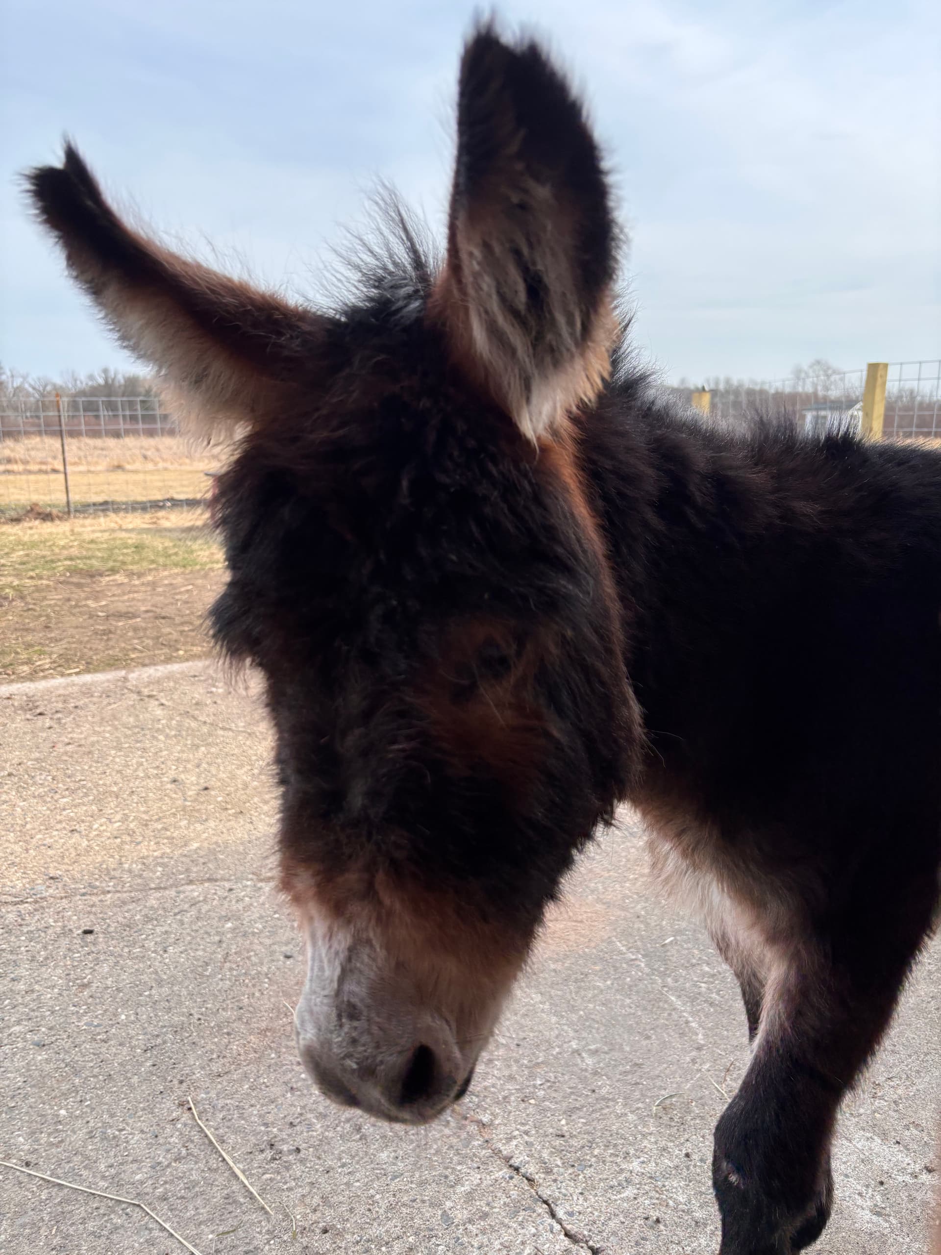 Gallery photos for Fresh Water Solutions for Mini Donkeys at Popple Creek Farm: Image #1